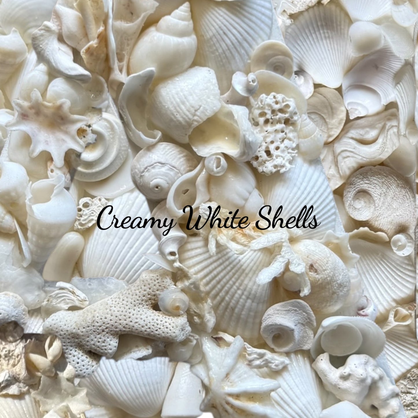 Shell-art initials Framed A-Z